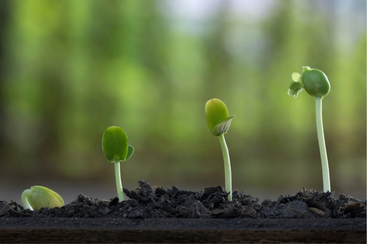 Pediatría del Desarrollo