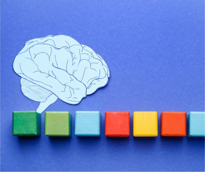 Desarrollo del cerebro por etapas